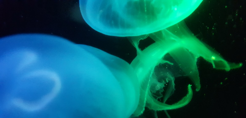 Blau und Grün leuchtende Quallen in dunklem Wasser.